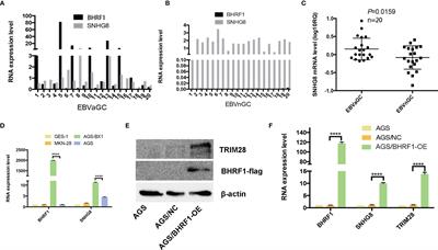 SNHG8 Promotes the Progression of Epstein–Barr Virus-Associated Gastric Cancer via Sponging miR-512-5p and Targeting TRIM28